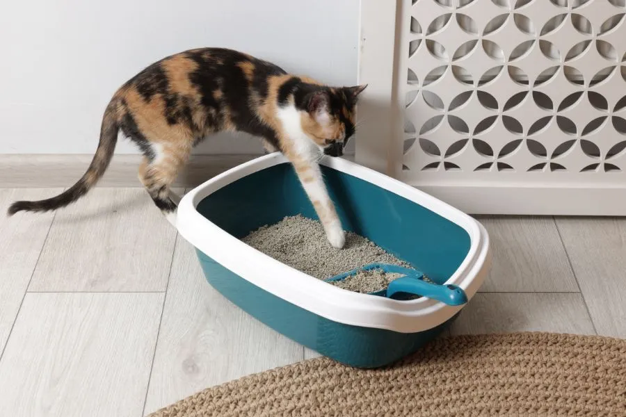 Kot wchodzący do kuwety