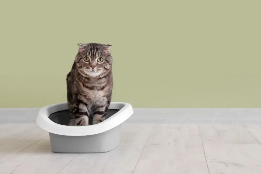 Kot siedzący w kuwecie